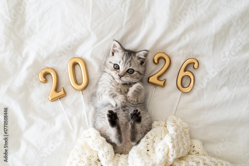 A cute tabby kitten of the Scottish straight cat breed sits on a knitted blanket. Good New Year spirit. Ready postcard 2026. Happy New Year animal, pet, cat.
