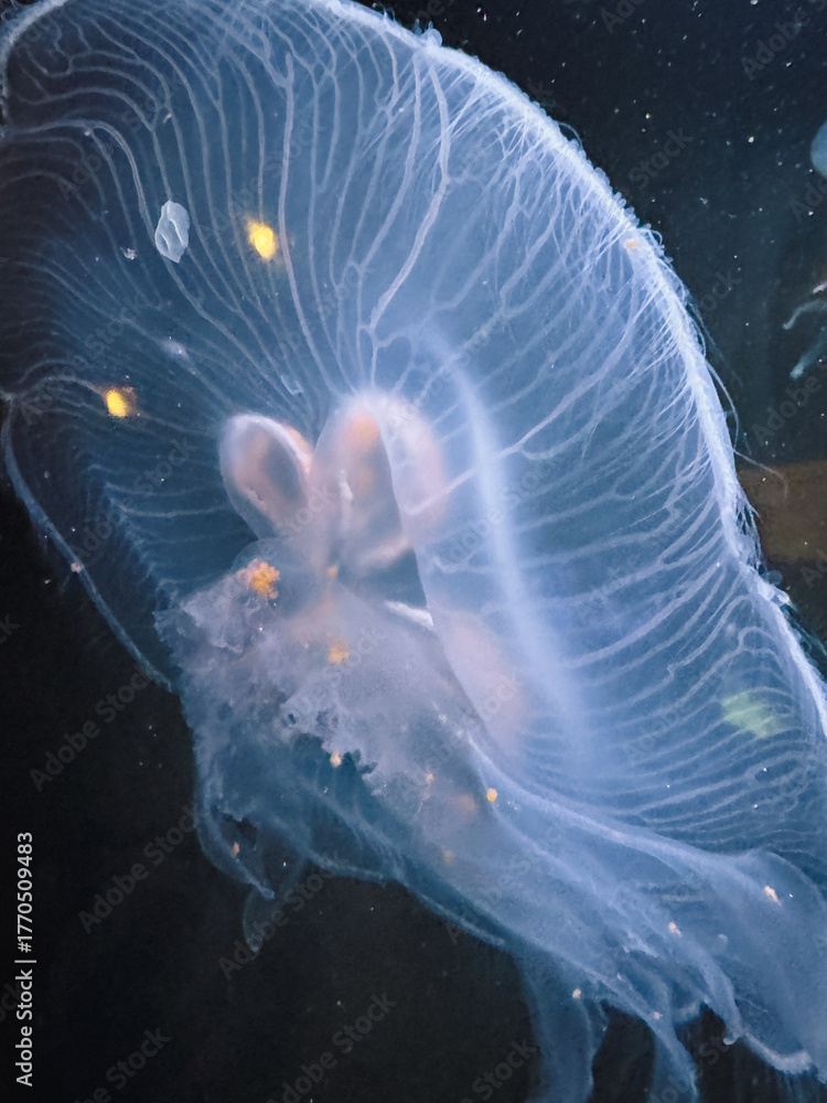 Obraz premium jelly fish in aquarium