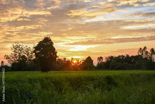 A beautiful sunset over a lush green field with a treeline silhouette and dramatic golden clouds.