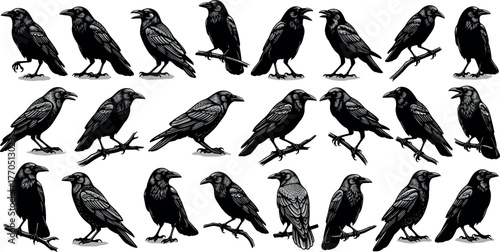 Set of crow and raven bird silhouettes, perched and standing poses, wildlife illustration, black birds collection, nature and animal art