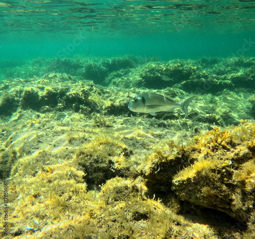 Sparus aurata, one gilthead bream fish swimming above rocky sea floor, in mediterreanean sea, underwater photo