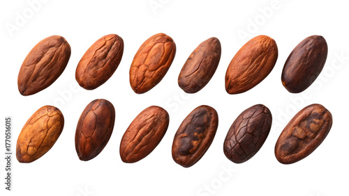 Cocoa beans raw dried for chocolate production high resolution macro studio shot Transparent background