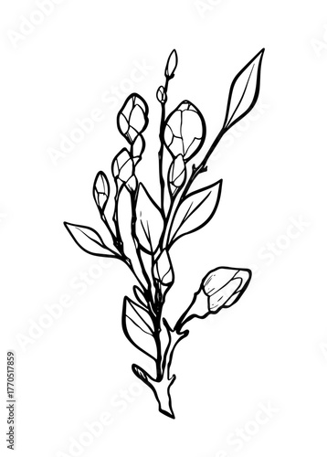 Blooming branch of sakura, apple tree, peach. Realistic drawing of beautiful flowers with buds and leaves for logo, wedding design. Outline sketch. Vector illustration.