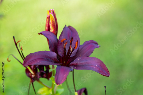 Bild auf Leinwand Blossoming red  lily lit with the summer sun
