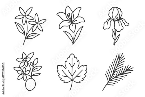 Botanical Line Icons. Line style icons of botanical perfumery: jasmine, lily, iris, orange blossom, patchouli leaf, cedar branch.