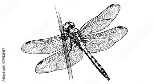 Dragonfly insect detailed wings minimalist vector line art illustration.