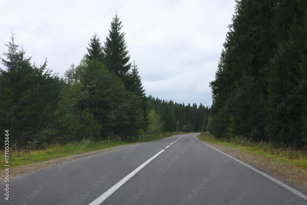 Naklejka premium Beautiful view of green trees and asphalt road