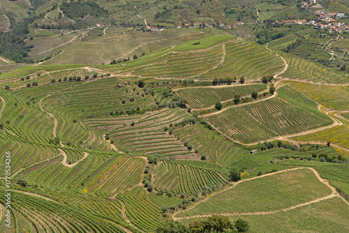 Fields and terraces in the Douro Valley