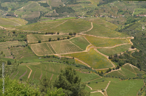 Terraced vineyards in the Douro Valley