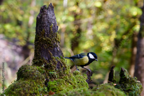 Great Tit Among Mossy Woodland