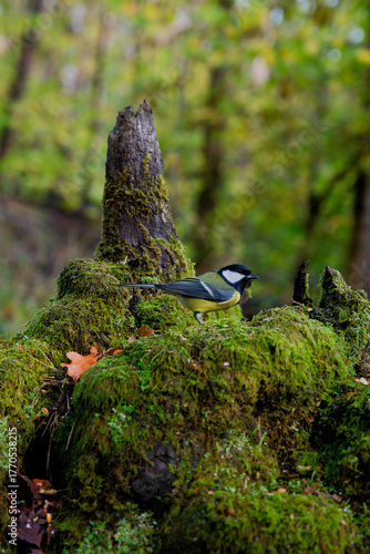 Great Tit on Moss-Covered Roots