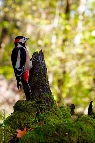 Great Spotted Woodpecker on Ancient Oak