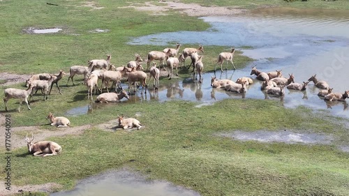 Aerial footage of the daily life of wild elk herds