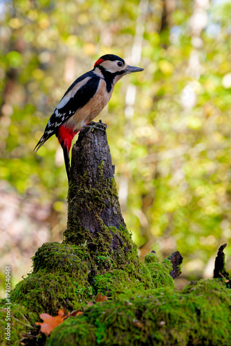 Great Spotted Woodpecker on Fallen Log