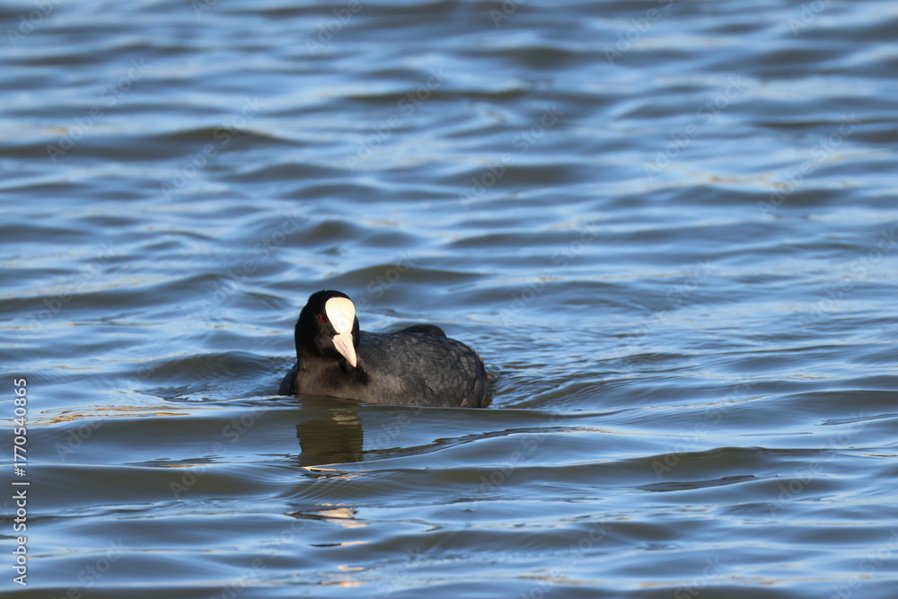 Fototapeta premium Oiseau Foulque Macroule lac