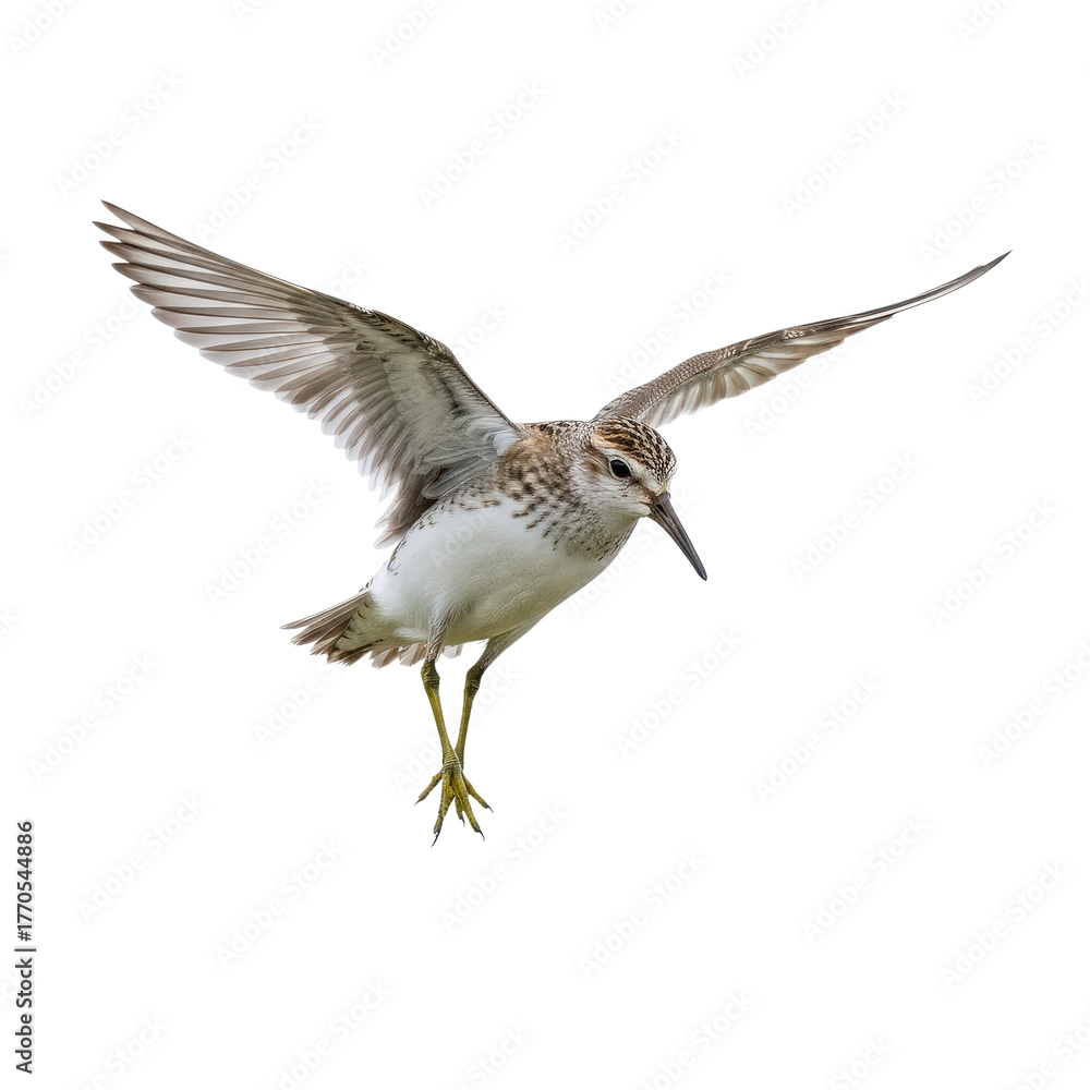 Fototapeta premium Sandpiper in Flight on Transparent Background