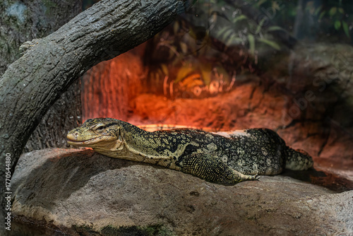 A large monitor lizard basking in the sun and looking at the camera. Zooexotarium concept, nature, zoo, pet store, safari, travel agency, terrarium.