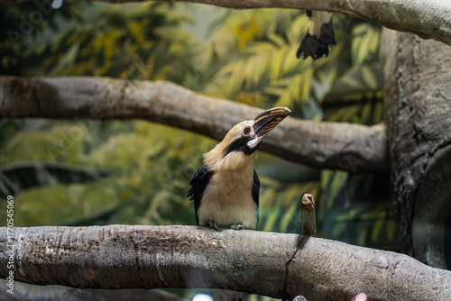 The Luzon rhinoceros bird is basking in the sun and looking at the camera. Zooexotarium concept, nature, zoo, pet store, safari, travel agency, terrarium.