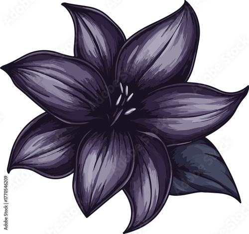 detailed illustration purple lily flower