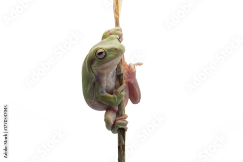 The Australian green tree frog isolated on white background 