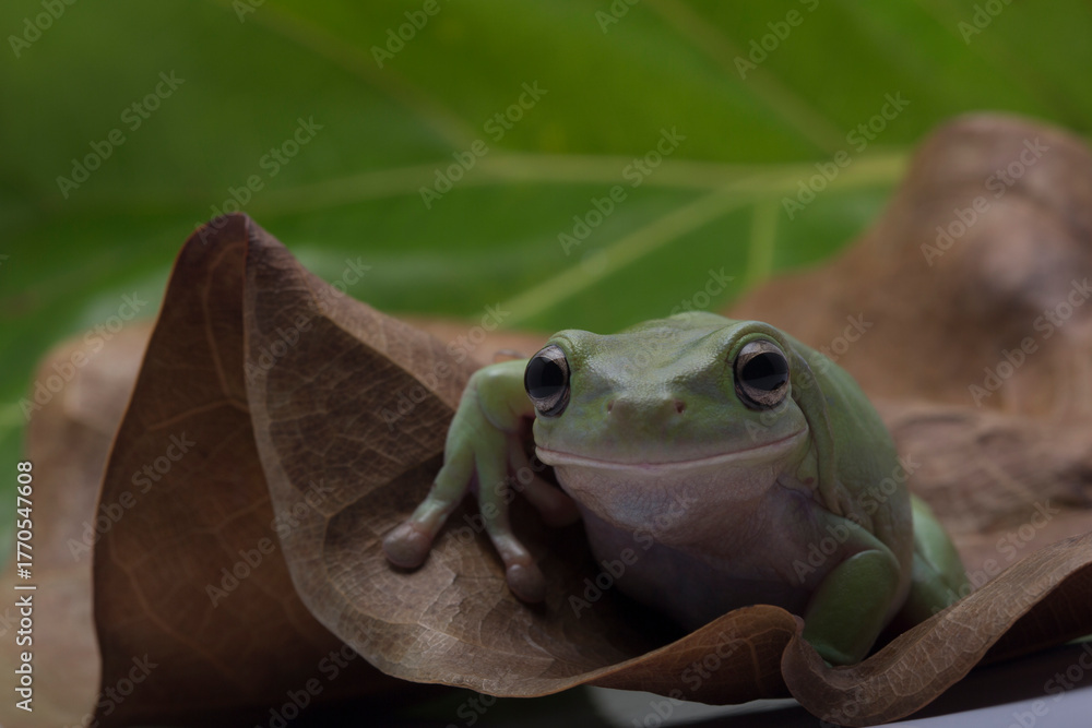 Fototapeta premium Australian Green Tree Frog on natural background