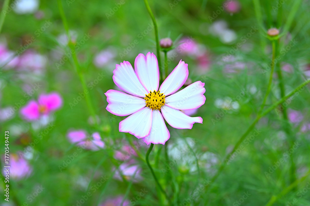 Fototapeta premium An unclaimed cosmos with pink lines growing in the wild