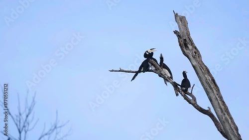 A group of Oriental Pied Hornbill family perched on a branch engage in allopreening (mutual preening), while a juvenile bird sits nearby at Kaeng Krachan NP Thailand