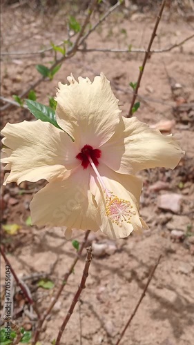 flower in the garden