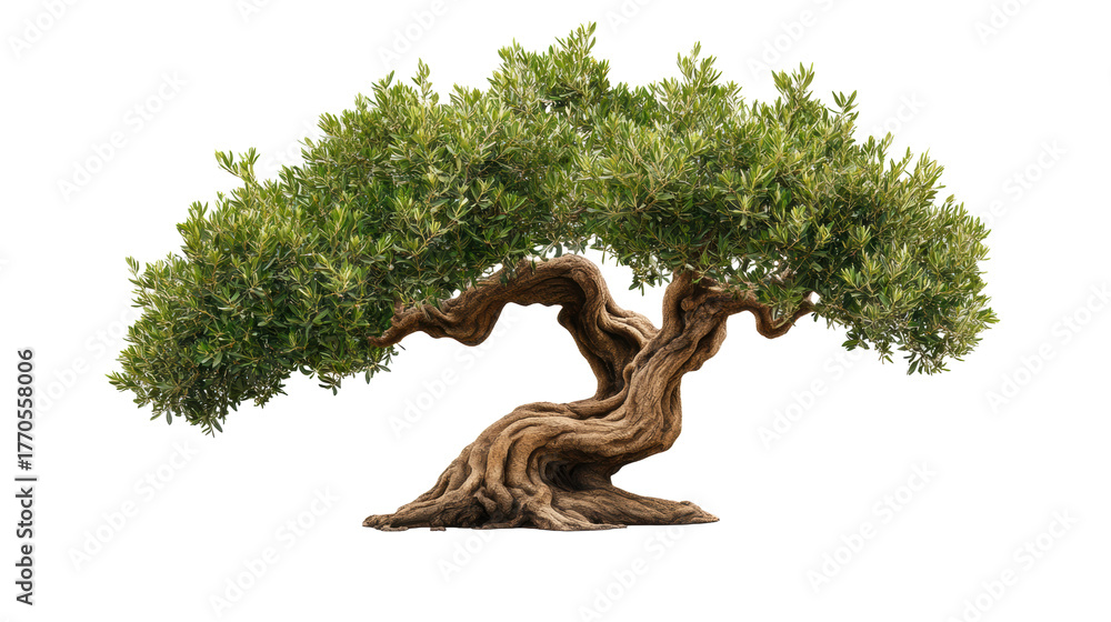 Fototapeta premium Bonsai Olive Tree on Transparent Background