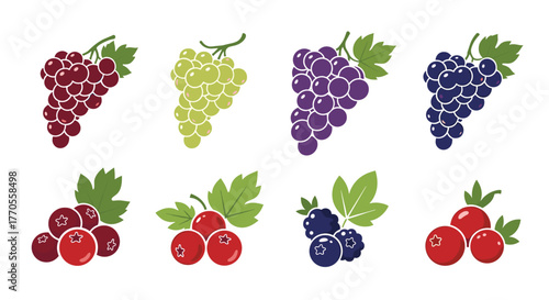 Vibrant vector illustration set of colorful grapes and berries, showcasing red, green, purple, blue, and dark varieties on a clean white background.