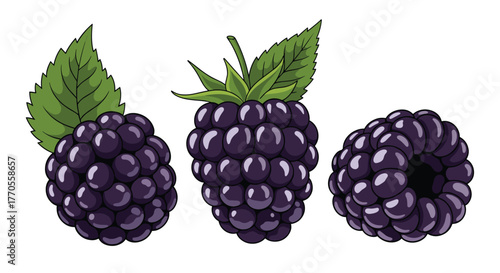 Three beautifully illustrated dark purple blackberries, featuring a whole berry with a green leaf, one with its calyx, and another showing its characteristic hollow center.