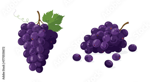 Vibrant illustration of two bunches of ripe dark purple grapes, one hanging with a green leaf and tendril, the other with loose berries on a white background.