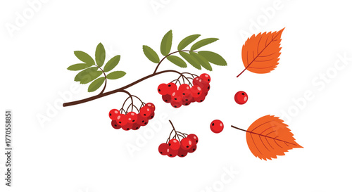 Autumnal illustration of a rowan branch with ripe red berries, green leaves, and scattered fall foliage on a white background.