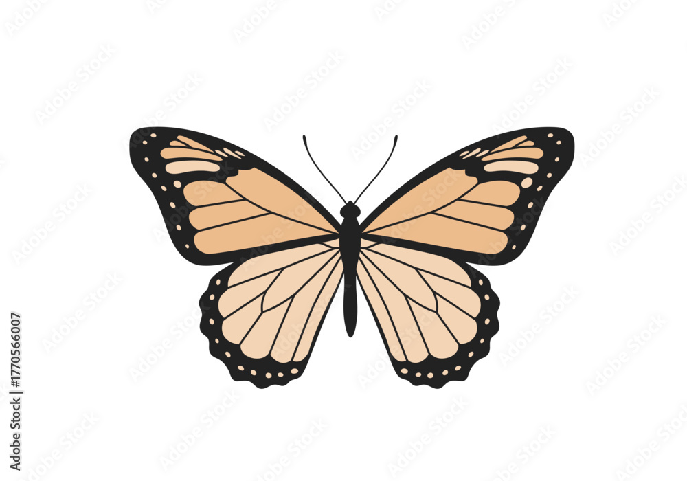 Obraz premium A butterfly illustration with black outlined wings and beige and peach colored details