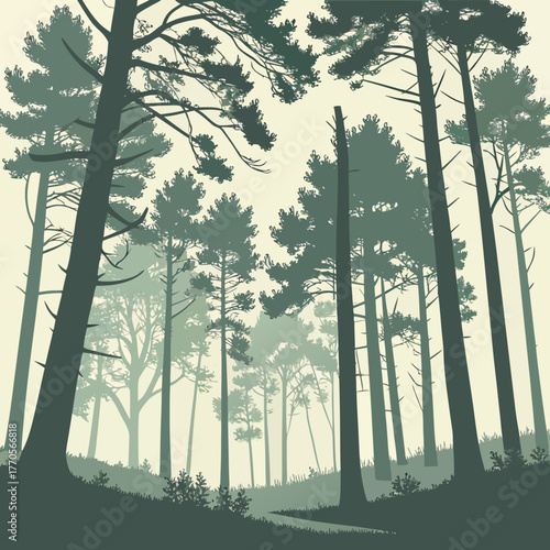 Low angle view of a dense forest with tall trees and a winding path