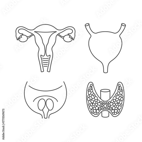 Line art illustration showing female reproductive system, bladder, prostate, and thyroid gland.