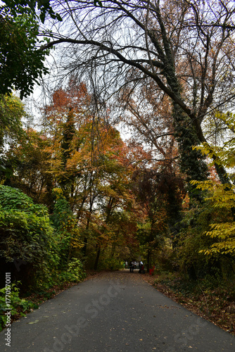 Road in autumn forest