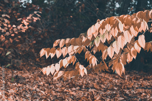 Autumn leaves in the forest