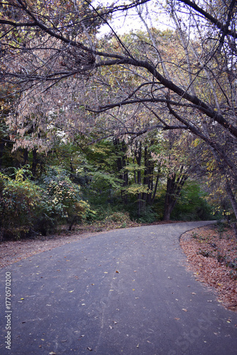 Road in autumn forest