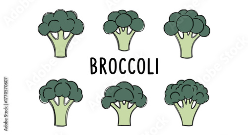 Broccoli Vector Illustration Healthy Vegetable Graphic Design