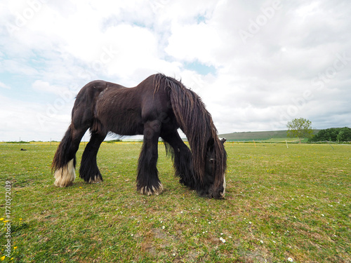 English countryside landscape and nature
