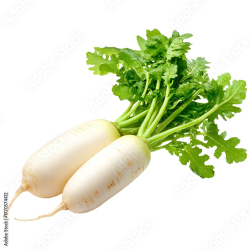 Fresh daikon radish with vibrant green leaves isolated against a dark backdrop