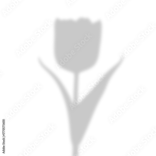 Soft Tulip Shadow Overlay on Transparent Background