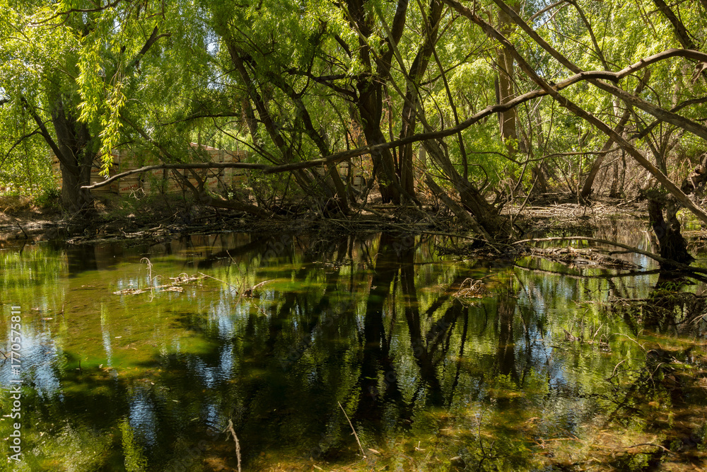 Obraz premium lake in the forest