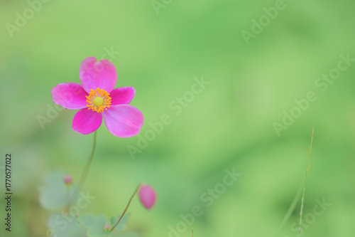 ピンクの秋明菊と柔らかな背景