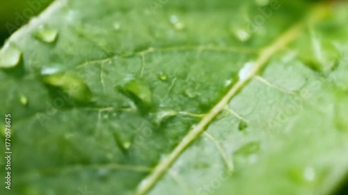 Close-up of Water Droplets on a Green Leaf Surface with Natural Texture