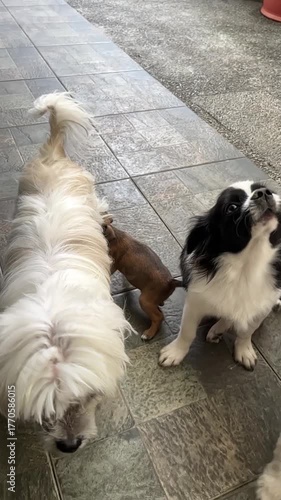 group of pet puppies