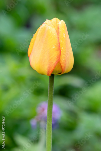 Spring tulip with an unopened bud on a tall stem, vertically.