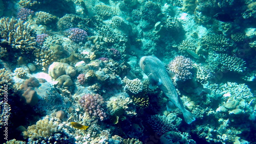 Spotted puffer fish swimming in the red sea
