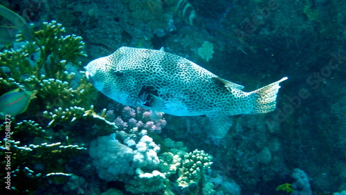 White spotted puffer fish over dark coral